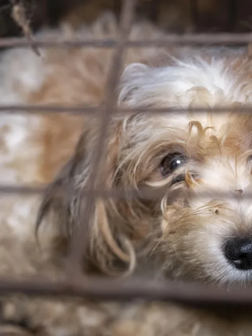 Dog in a filthy cage