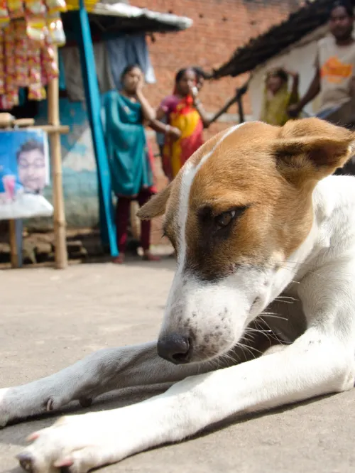 Dog lying on street in India