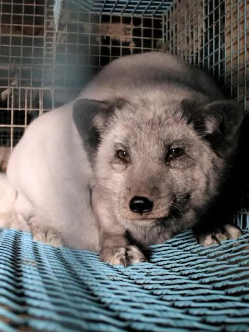 Fox in a cage at a fur farm