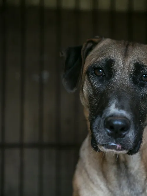 Lucy is shown locked in a cage at a dog meat farm in Yesan, South Korea