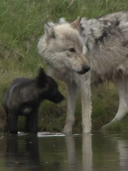 Wolves wading in a body of water
