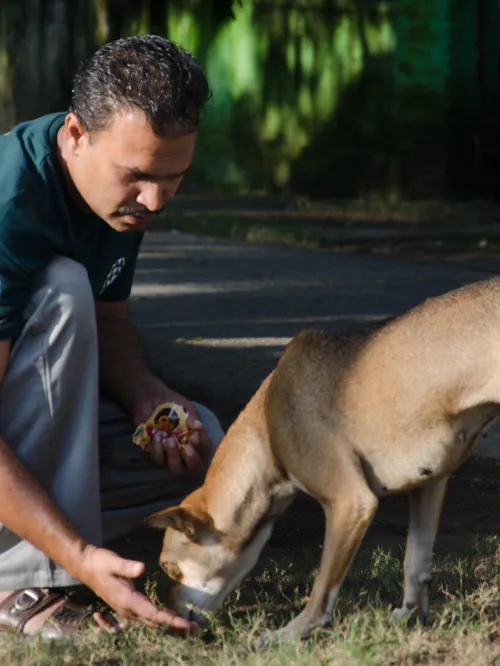 A person petting a dog