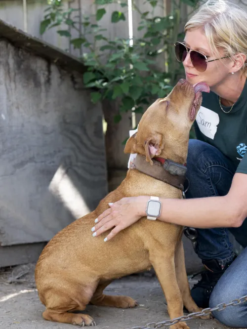 a dog licks a woman's face