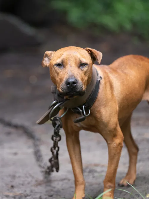 SC Dogfighting Rescue