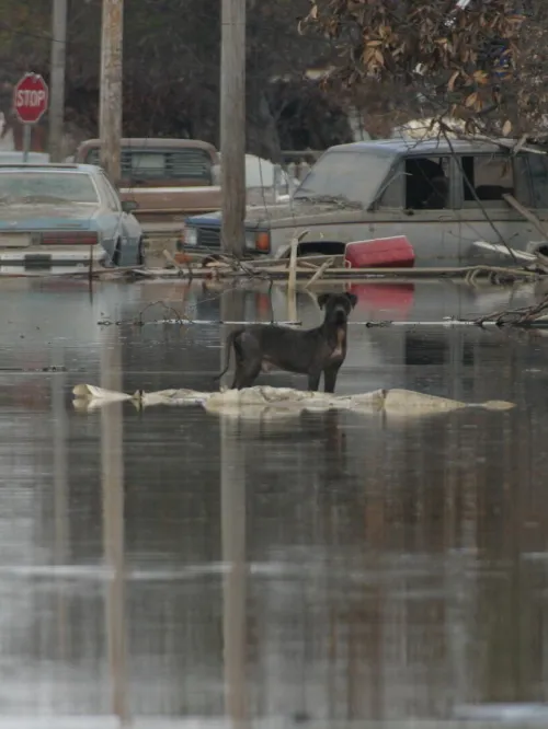 a dog walking in a flooded street
