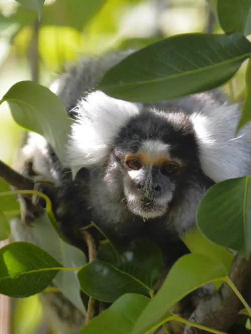 George, male marmoset rescued from the pet trade
