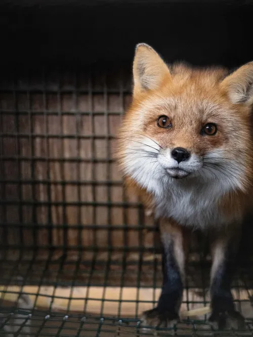 A fox stands in a cage at a fur farm in Ohio, just before being rescued. 