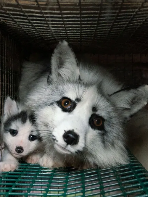 Adult and baby fox in a cage on a fur farm in Finland