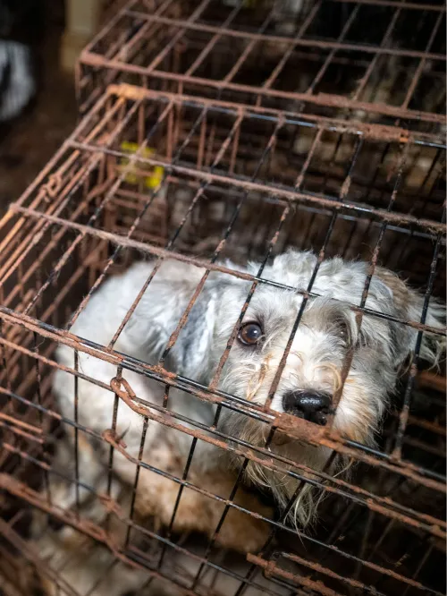 Stacks of dogs in rusted cages at site of alleged breeder neglect case