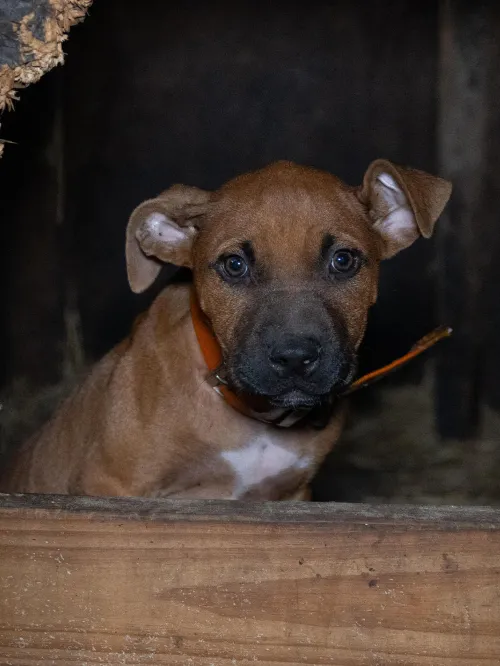 A dog in a wooden structure