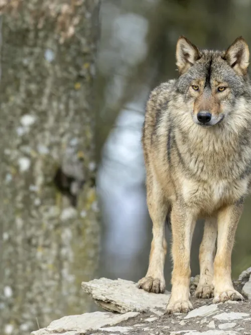 Wolf