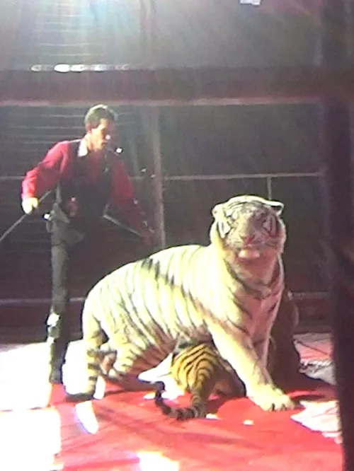  Tigers being performed and abused