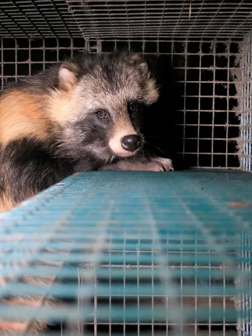 Raccoon dog on a fur farm