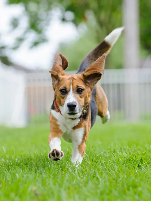 Teddy, an 18 month old beagle, has fun at his new home
