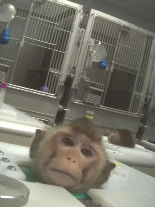 Primate