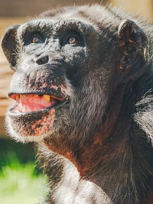Chimpanzees previously used in experiments at Alamogordo Primate Facility (APF) who were moved to Chimp Haven sanctuary in February 2025.