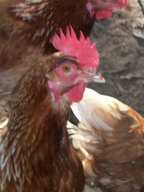 Chicken