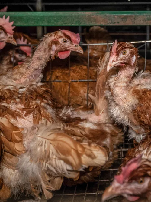 Chickens