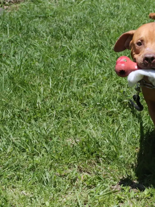 A dog with a toy