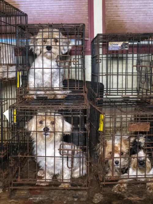 Dogs in filthy cages stacked on top of each other