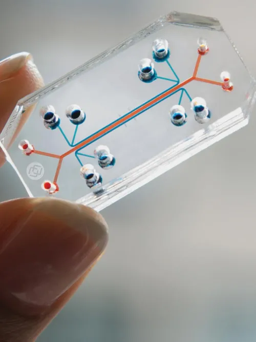 Lung chip in hand