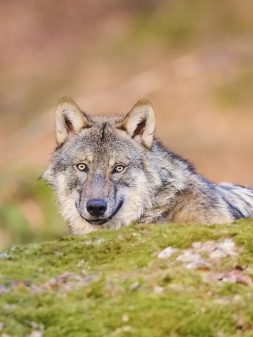 Wolf
