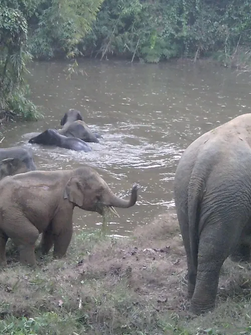 Elephants