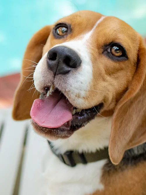 A beagle dog named Cu lounging on a beach chair by the pool, looking at the camera