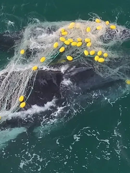 Mother and her calf caught in shark net