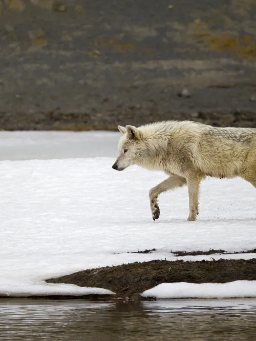 Wild wolf at Yellowstone National Park in Wyoming.