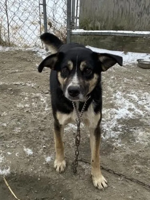 Dog in Alaska