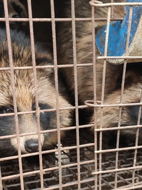 Raccoon dogs on a fur farm