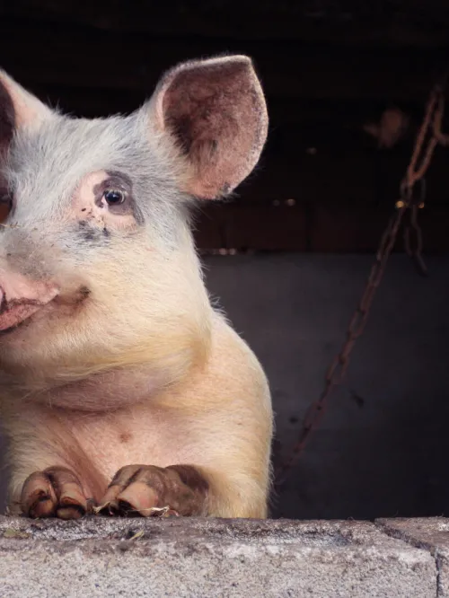 Close up of a pig