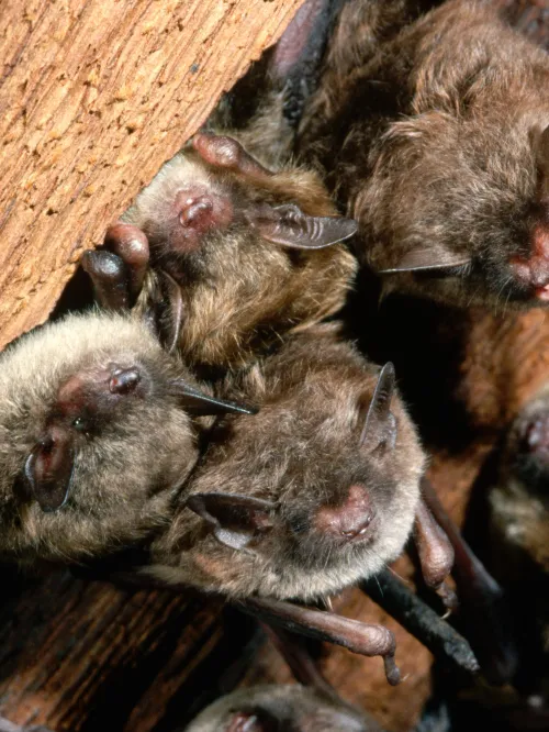 Bats
