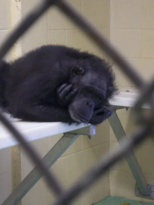Primate in isolation
