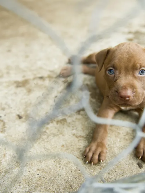 Light brown pit bull puppy with light eyes