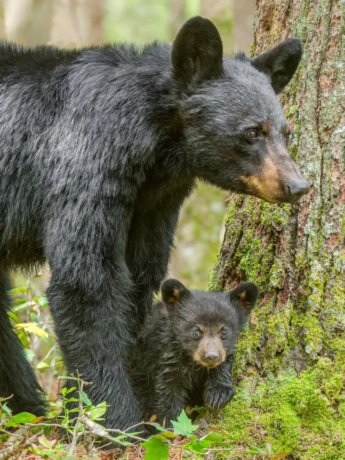 a black bear and a baby bear