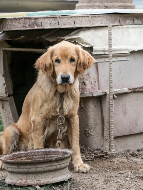 A dog chained to a dog house at a dog meat farm in Haemi, South Korea
