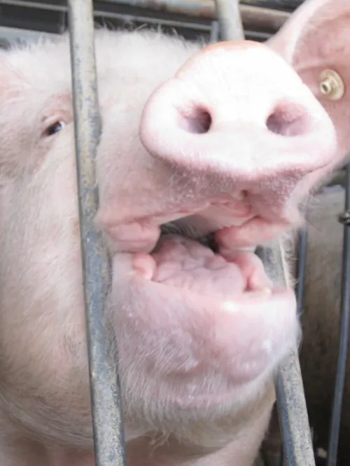 a pig in a small gestation crate