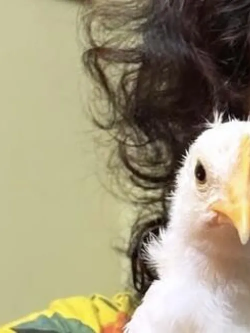 Humane World for Animals India's Sally Varma rescued Tweety the chick from a trash pile at an egg farm in India.