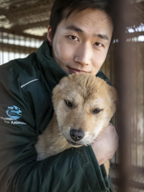 Sangkyung Lee, Campaign Manager of Humane World for Animals Korea, interacts with a dog inside a cage at a dog meat farm.
