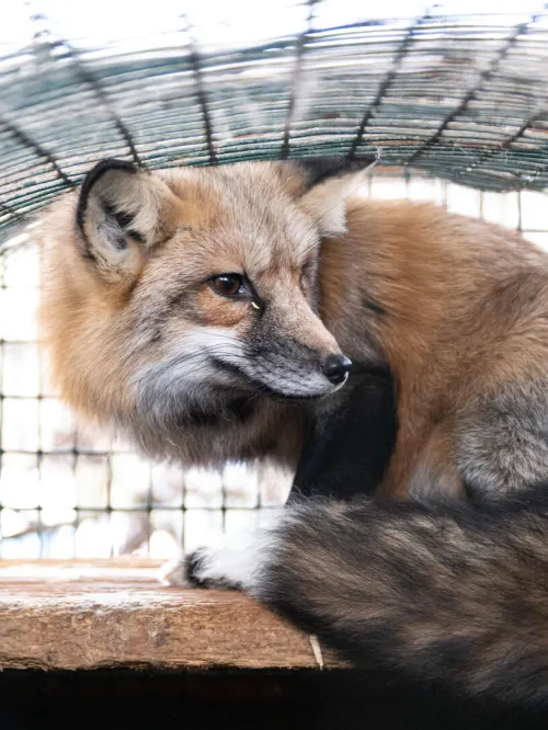 Fox in a cage