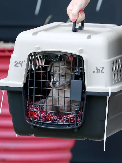 A dog in a carrier is being transported following hurricane Sally on Sunday, Sept. 20, 2020 in Escambia County, Fla.