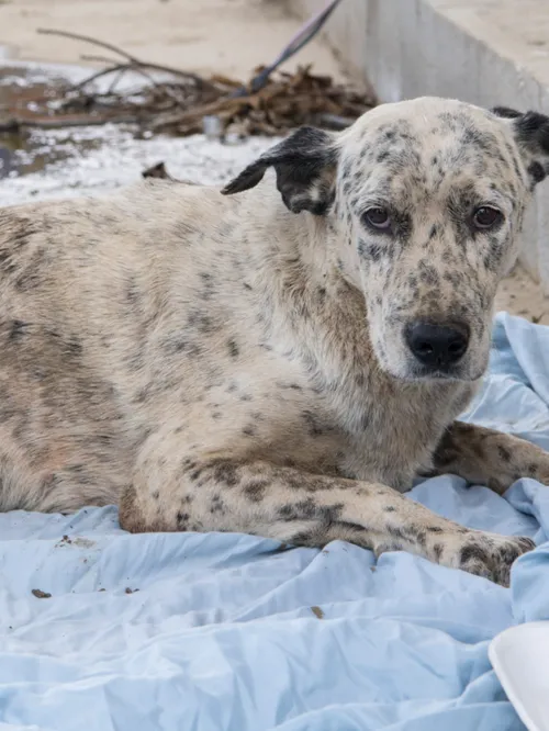 Dog laying down amongst rubble following hurricane Maria in Puerto Rico, 2017