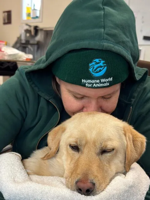 Humane World for Animals responders greet dogs after Typhoon Halong