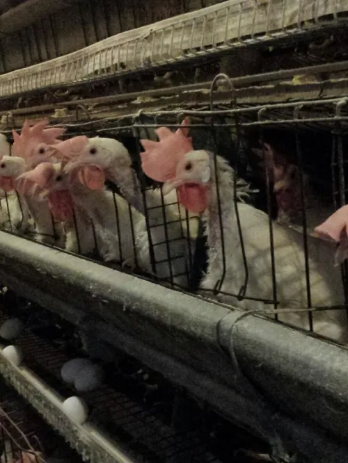 Approximately 45,000 hens are crammed into wire battery cages in each of the Hillandale barns where Humane World for Animals investigator worked.