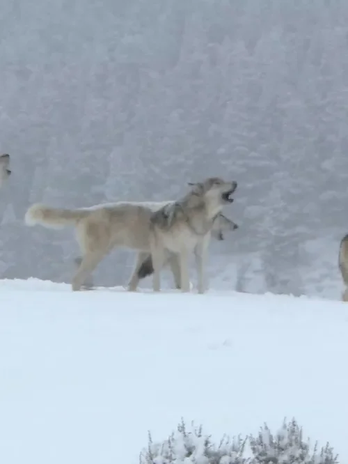 a group of four wolves standing in a snow-covered landscape