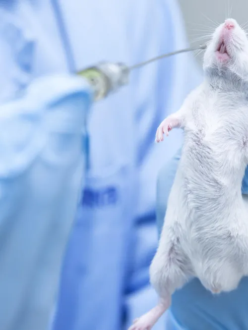 a mouse being tested on