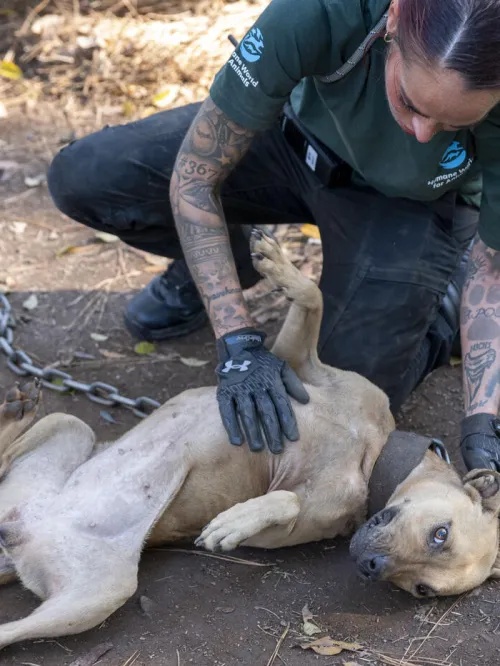 a woman petting a dog outside