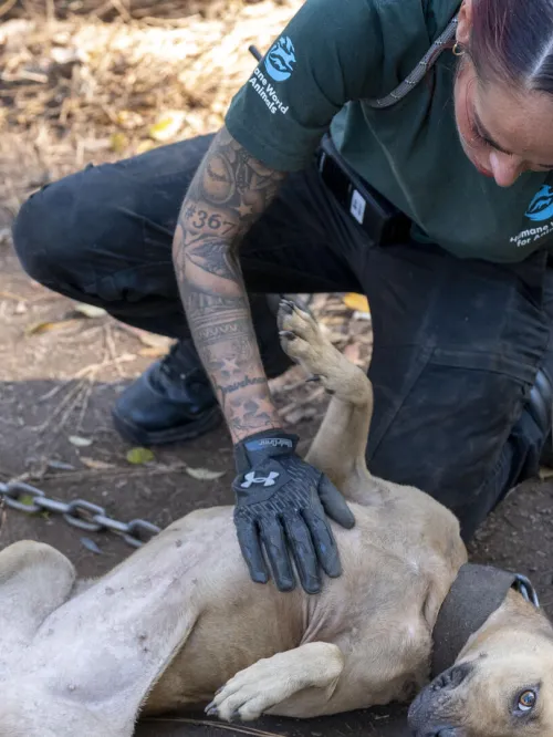 a woman pets a dog on the ground
